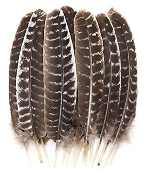 Barred Turkey Smudging Feather