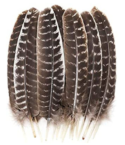 Barred Turkey Smudging Feather