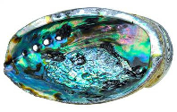 Abalone Shell