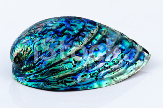 Abalone Shell